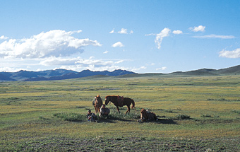 モンゴルの大地
